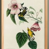 Poster about the Yellow Dacnis, based on an old engraving from 1827.