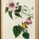 Poster about the Yellow Dacnis, based on an old engraving from 1827.