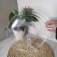 Glass serving dish