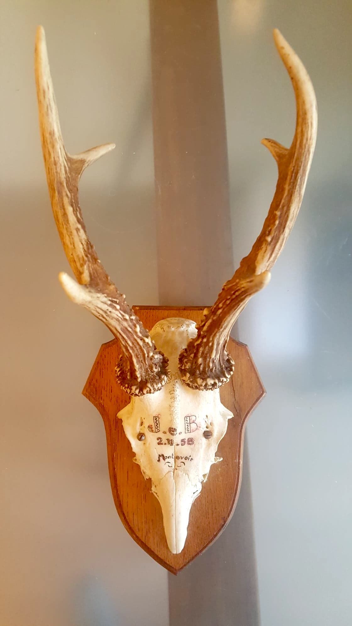 Hunting trophy 1958