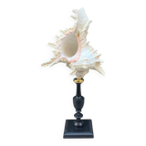 Murex shell on a turned blackened wooden base, 19th century.