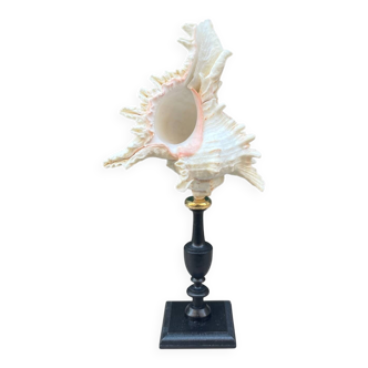 Murex shell on a turned blackened wooden base, 19th century.