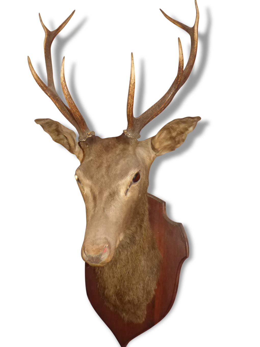 idée cadeau naissance : Trophée de chasse cerf en carton idée cadeau naissance : Trophée de chasse cerf en carton