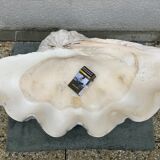 Clam
