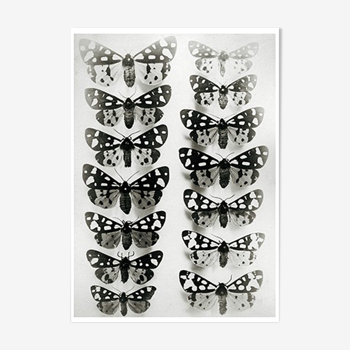 Butterflies 2