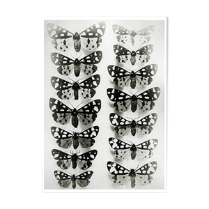 papillons 2