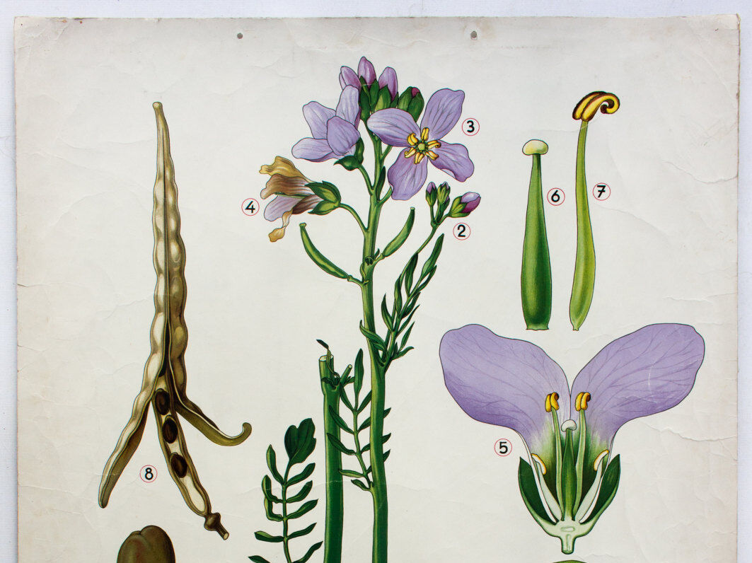 Displays educational 1972 Marsh moth