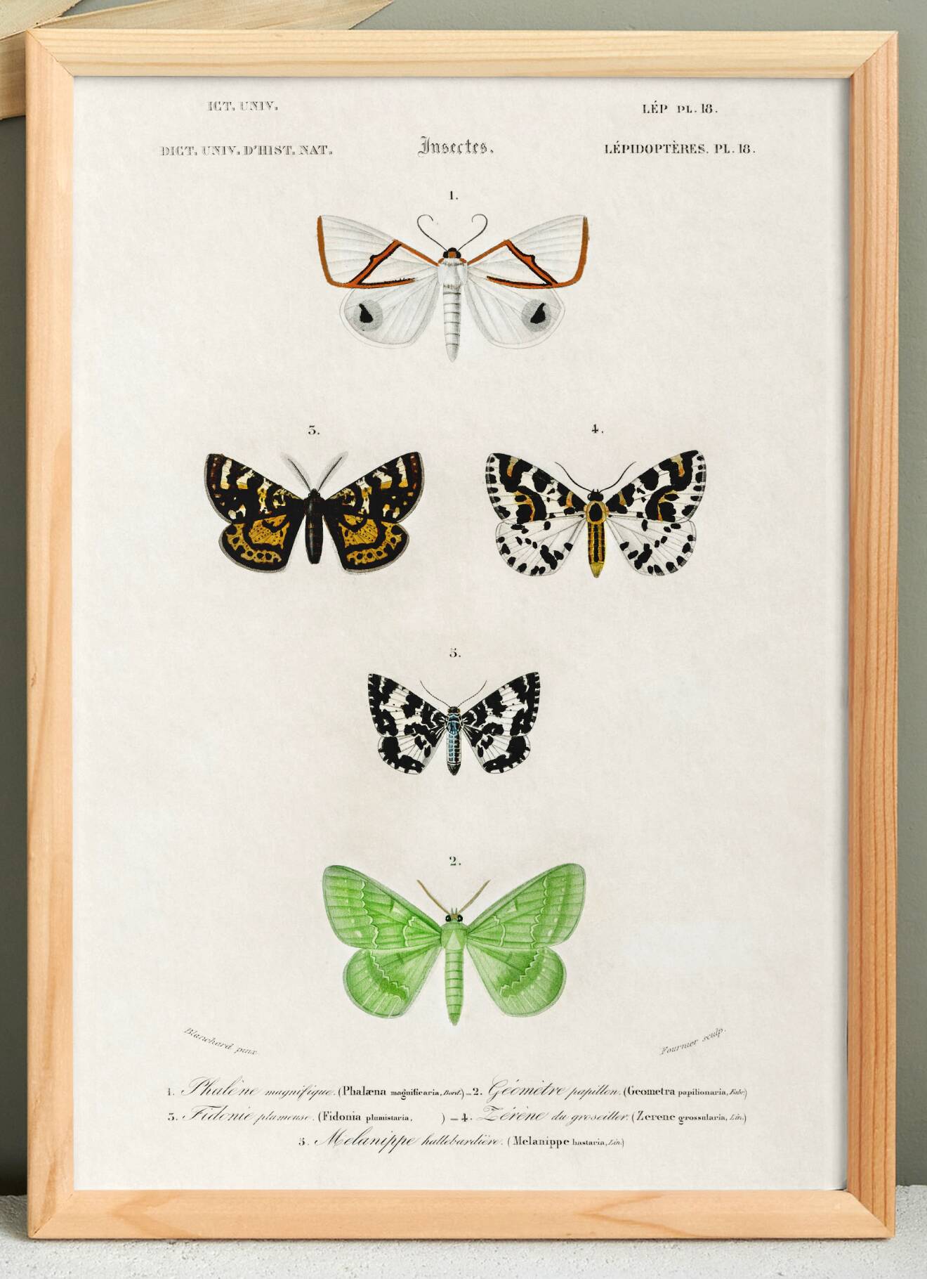 Poster about nocturnal butterflies, based on an old engraving from 1849.
