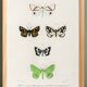 Poster about nocturnal butterflies, based on an old engraving from 1849.