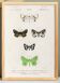 Poster about nocturnal butterflies, based on an old engraving from 1849.