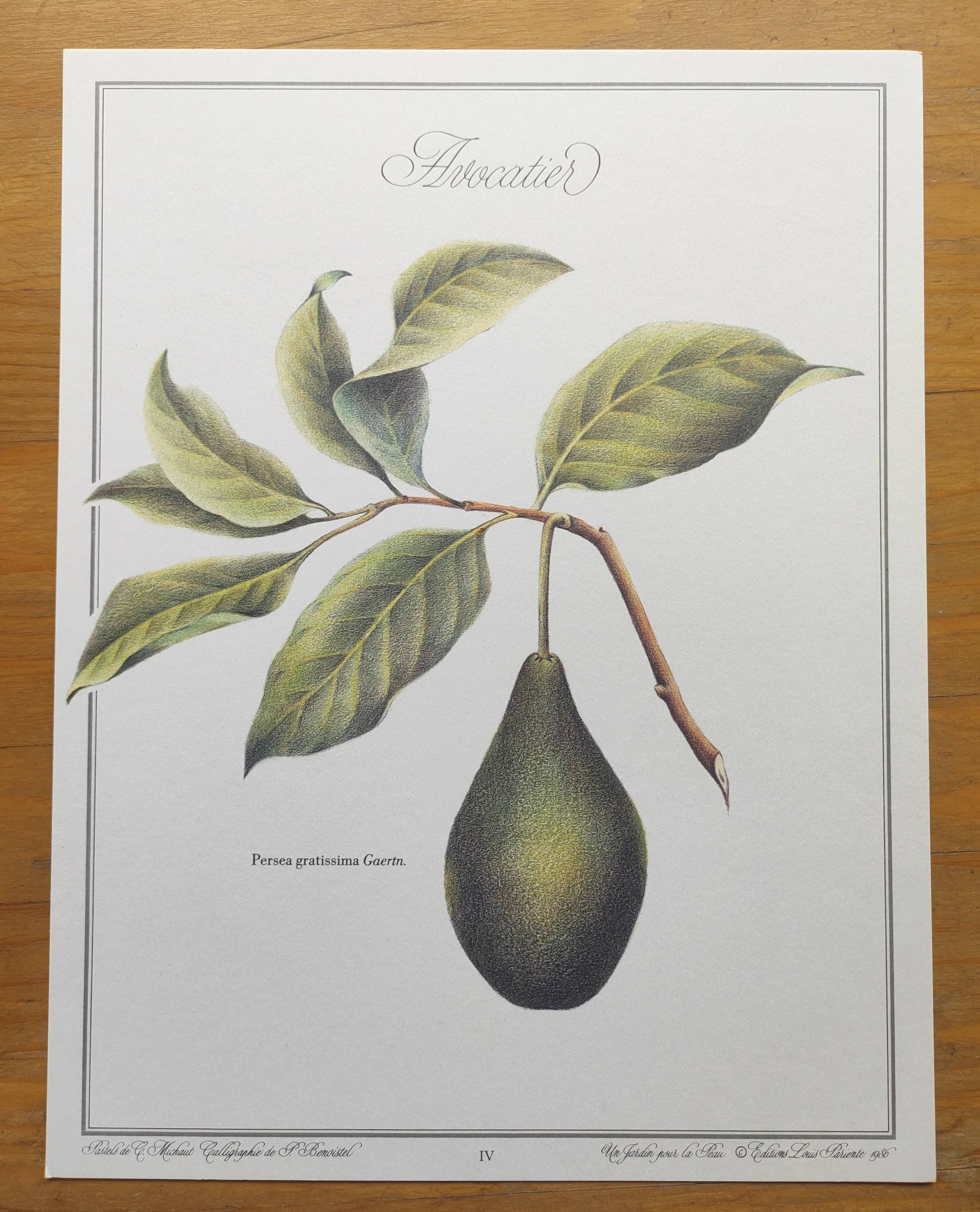 Illustration de plantes médicinales et herbes
