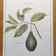 Illustration de plantes médicinales et herbes