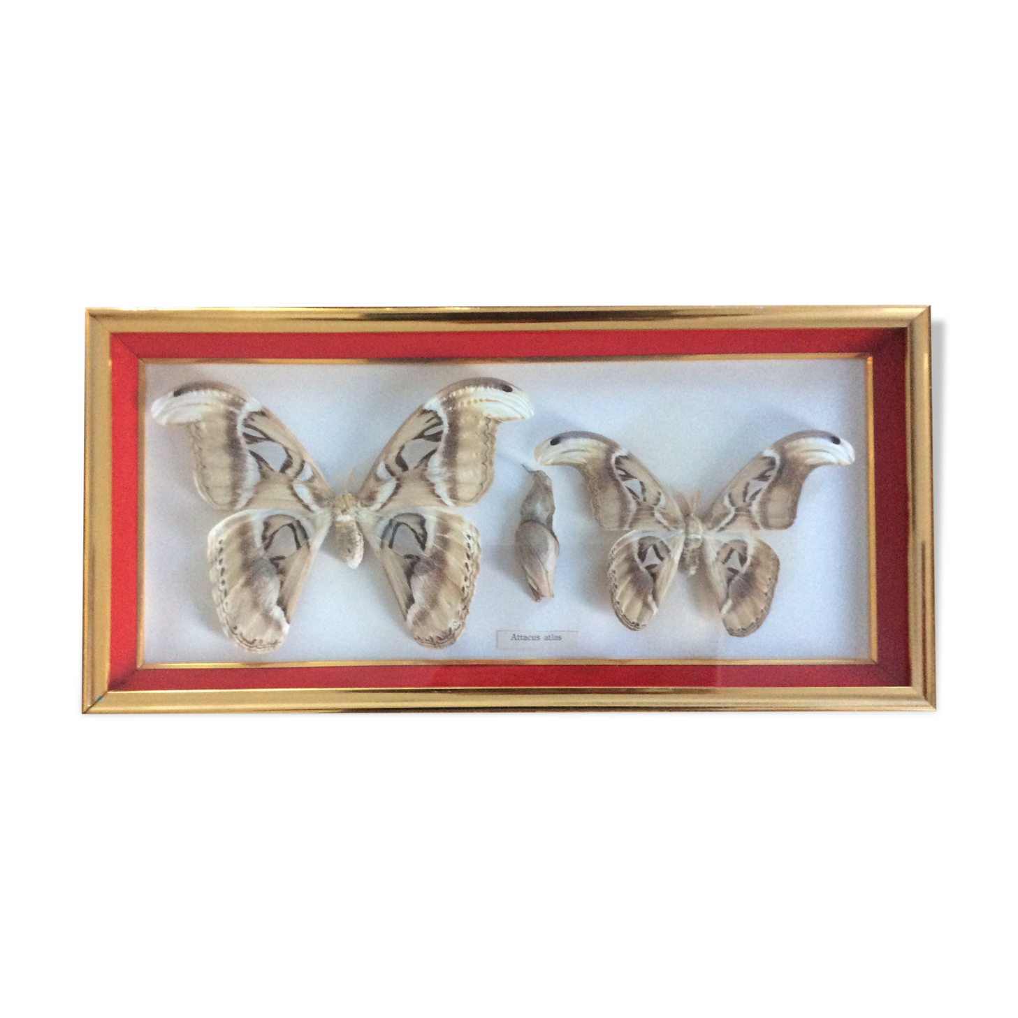 Naturalized butterfly frame