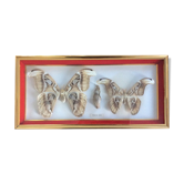 Naturalized butterfly frame