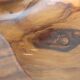 Olive wood cut shell Vintage Falcon