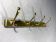 Gold coloured aluminium wall coat rack 1960’s