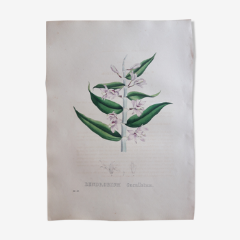 Botanical plank Dendrobium Cucullatum,lithographed and colored, Sertum Botanicum 1832