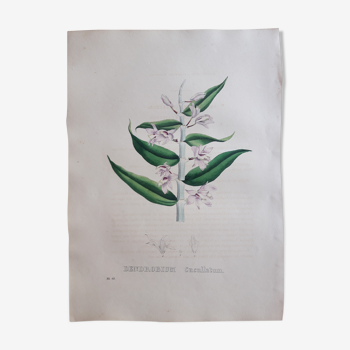 Planche botanique Dendrobium Cucullatum,lithographiée et coloriée,  Sertum Botanicum 1832