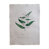 Botanical plank Dendrobium Cucullatum,lithographed and colored, Sertum Botanicum 1832