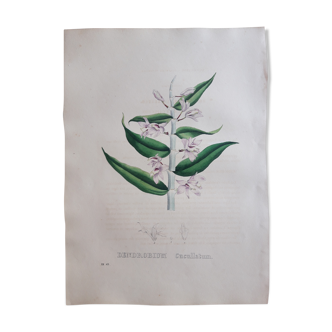 Planche botanique Dendrobium Cucullatum,lithographiée et coloriée,  Sertum Botanicum 1832