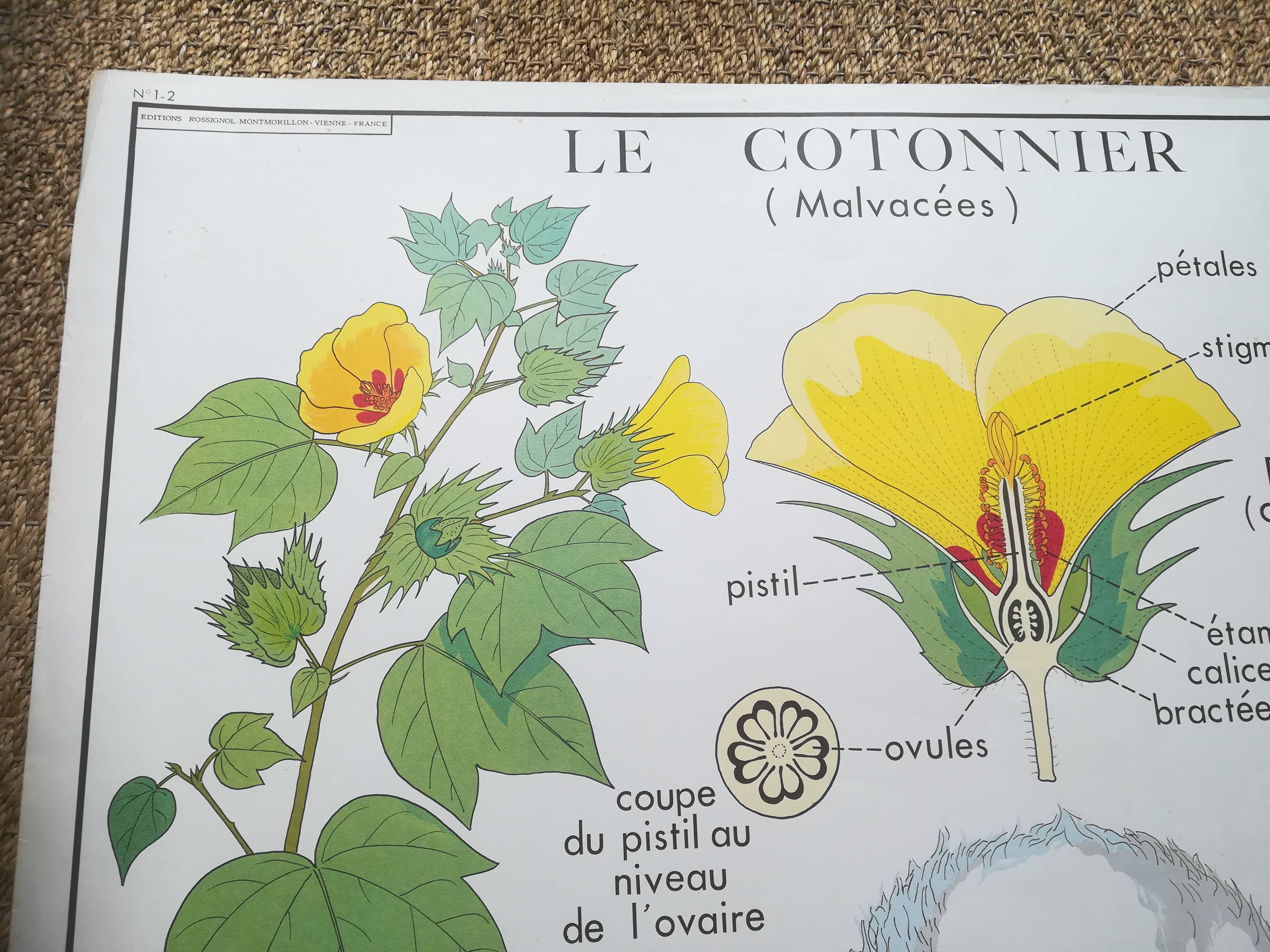 Affiche pédagogique Rossignol "Le cotonnier et le manguier" vintage.