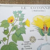 Rossignol pedagogical poster "The cotton tree and the mango tree" vintage.