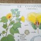 Rossignol pedagogical poster "The cotton tree and the mango tree" vintage.