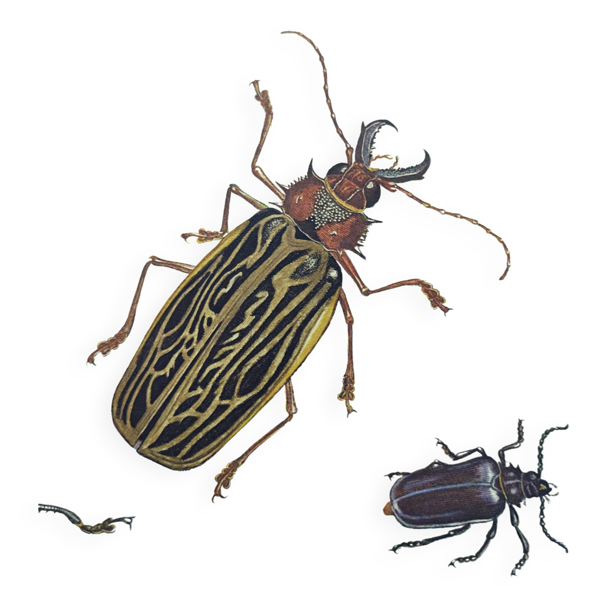 Antique plate - Acrocine beetle - Insect illustration 1970 Rosenhof