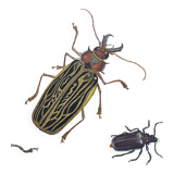 Antique plate - Acrocine beetle - Insect illustration 1970 Rosenhof