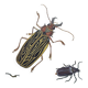 Planche ancienne -Coléoptère Acrocine- Illustration insecte 1970 Rosenhof