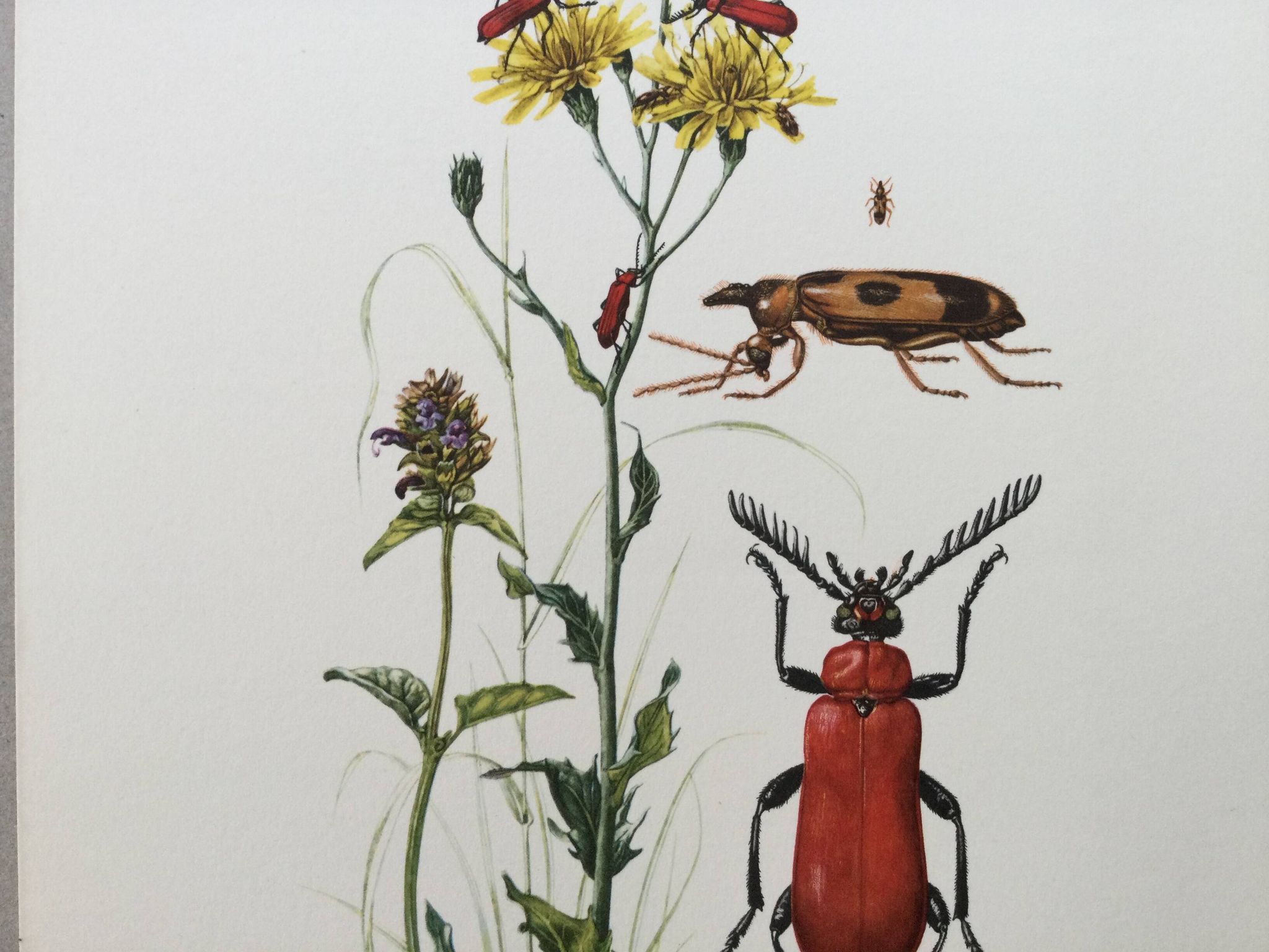 Antique Insect Illustration, Vintage Print, 1960s