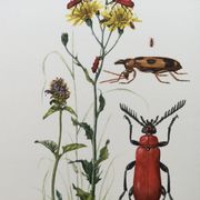 Antique Insect Illustration, Vintage Print, 1960s