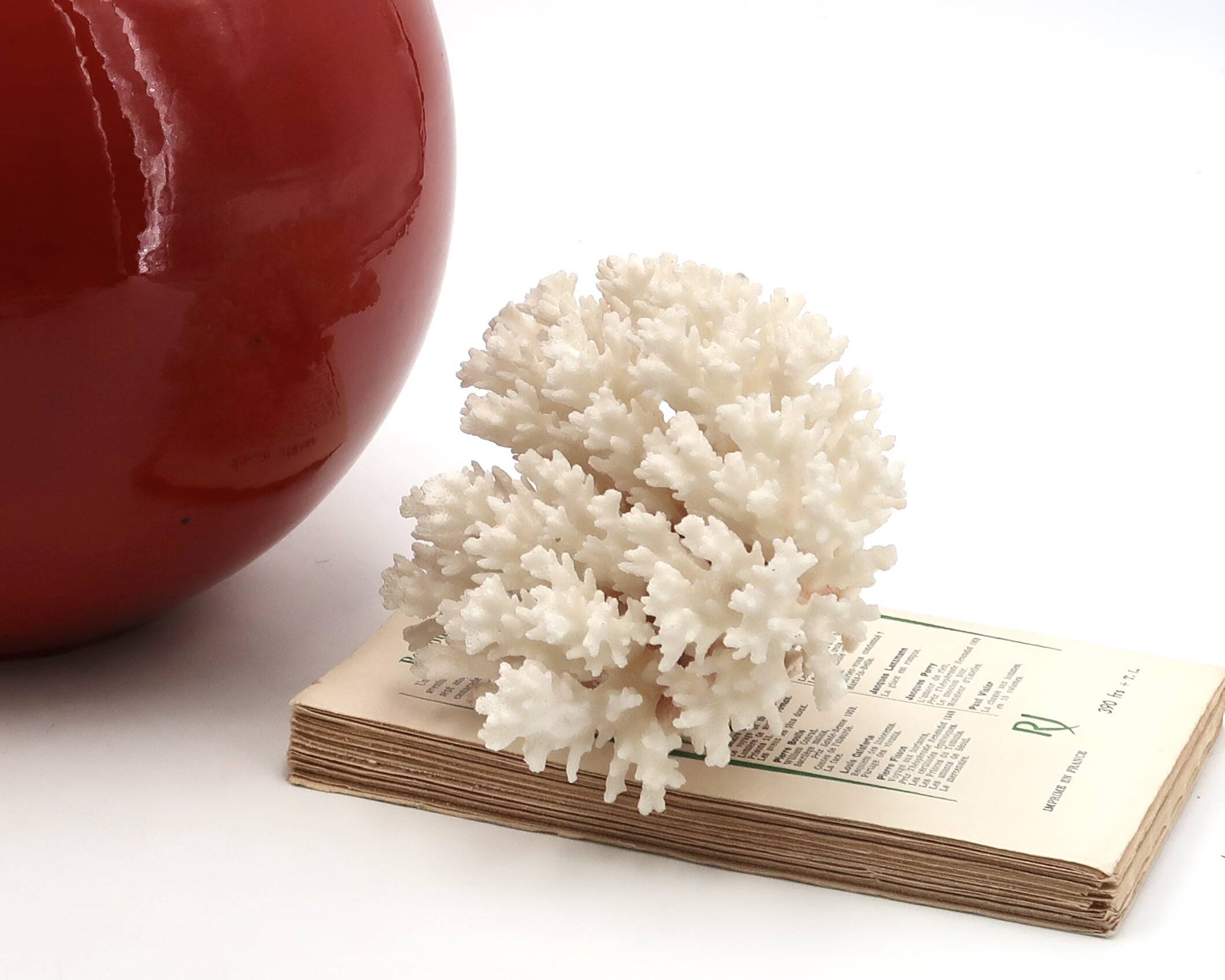 Old branch of white coral, 1970s