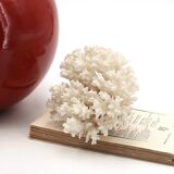 Old branch of white coral, 1970s