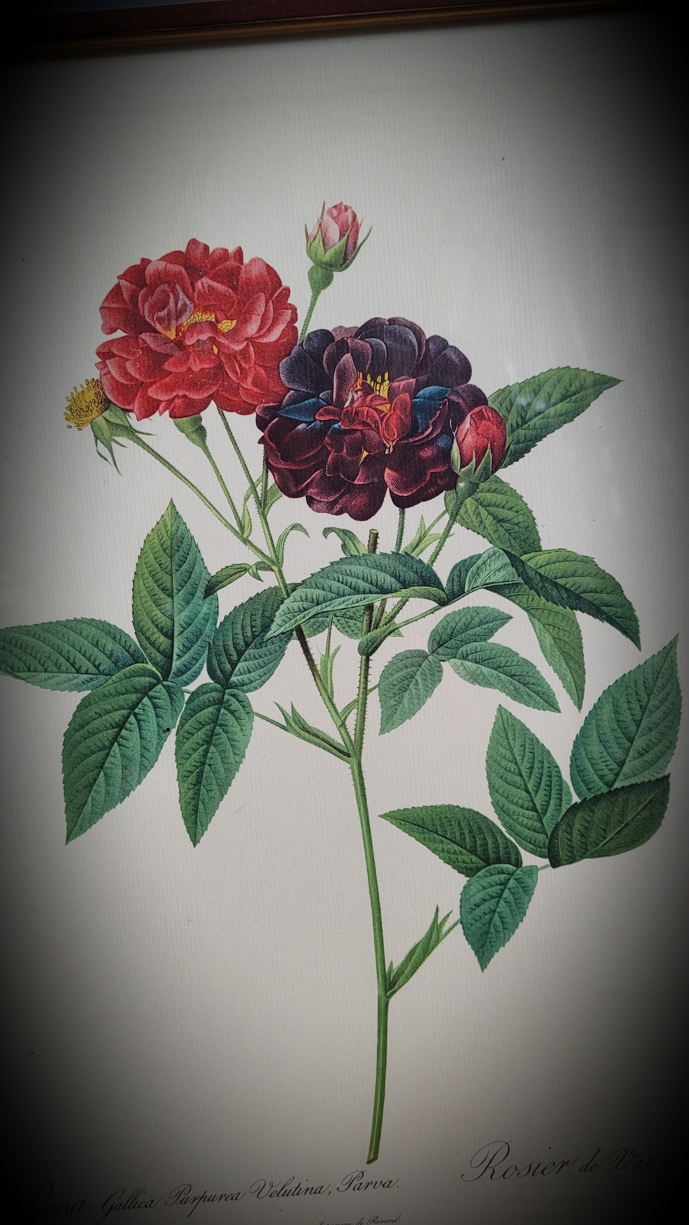 Lithograph frame rose Van Eeden
