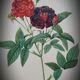 Lithograph frame rose Van Eeden