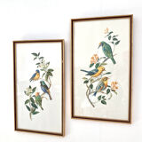 Duo of lithographs representing birds, wooden frame with gilding