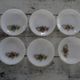 6 Dessert plates Arcopal model Fruits de France apple pear vintage grape