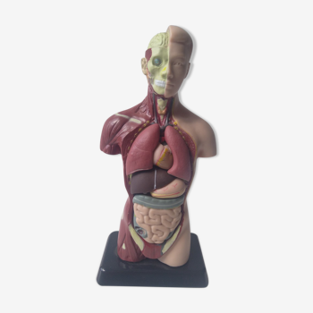 Anatomic model man torso 27cm