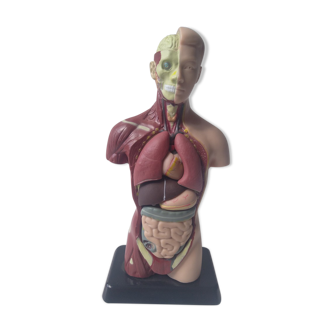 Anatomic model man torso 27cm