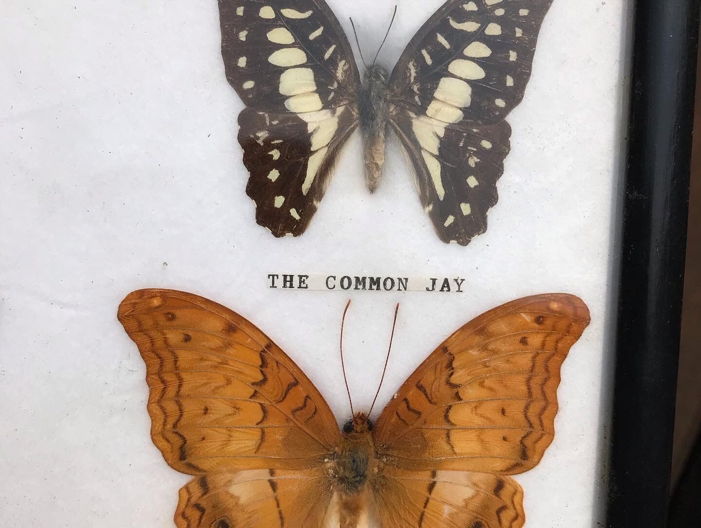 Butterfly frame