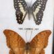 Butterfly frame