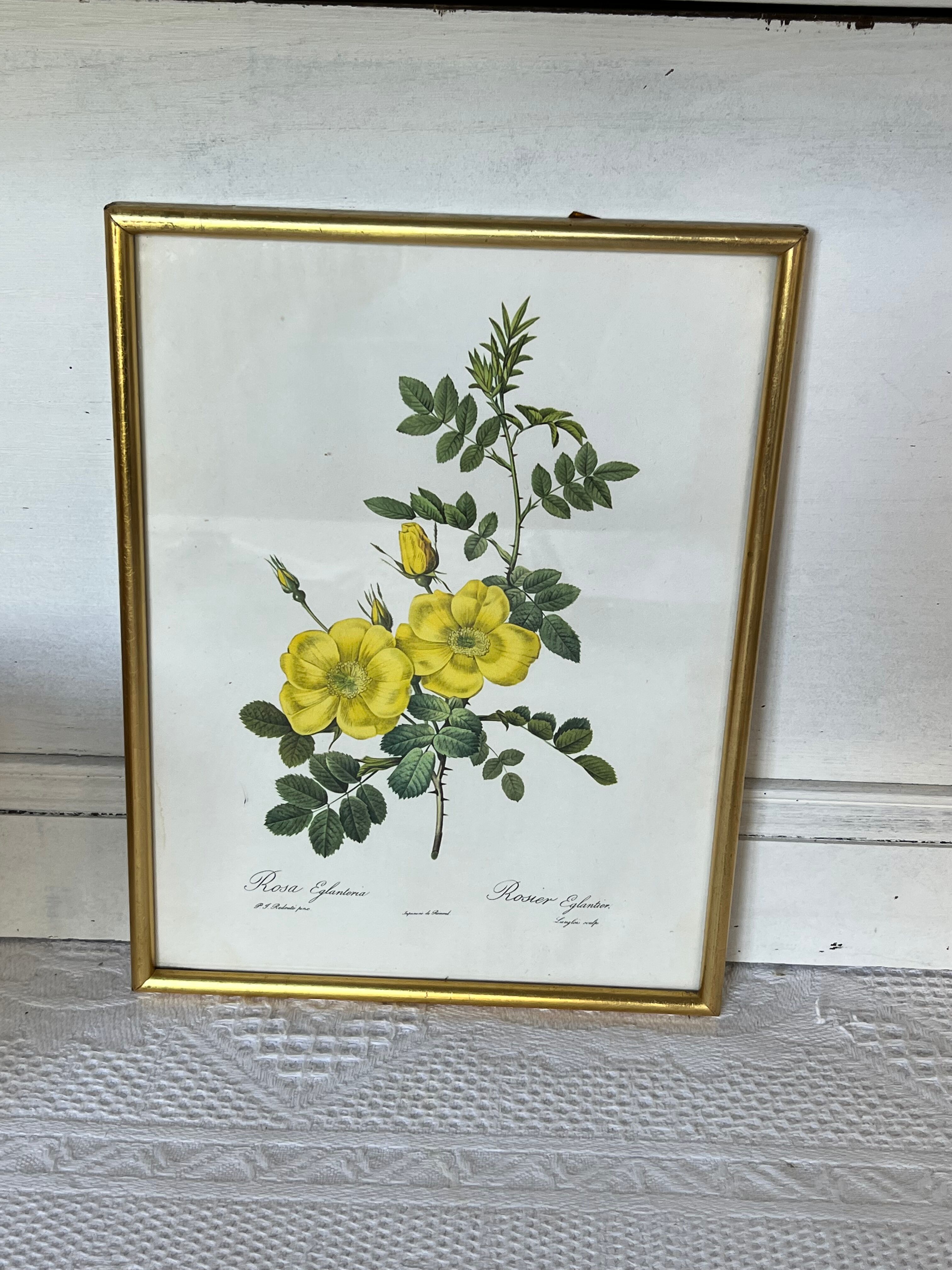 Botanical illustration PJ Redouté