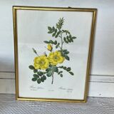 Botanical illustration PJ Redouté