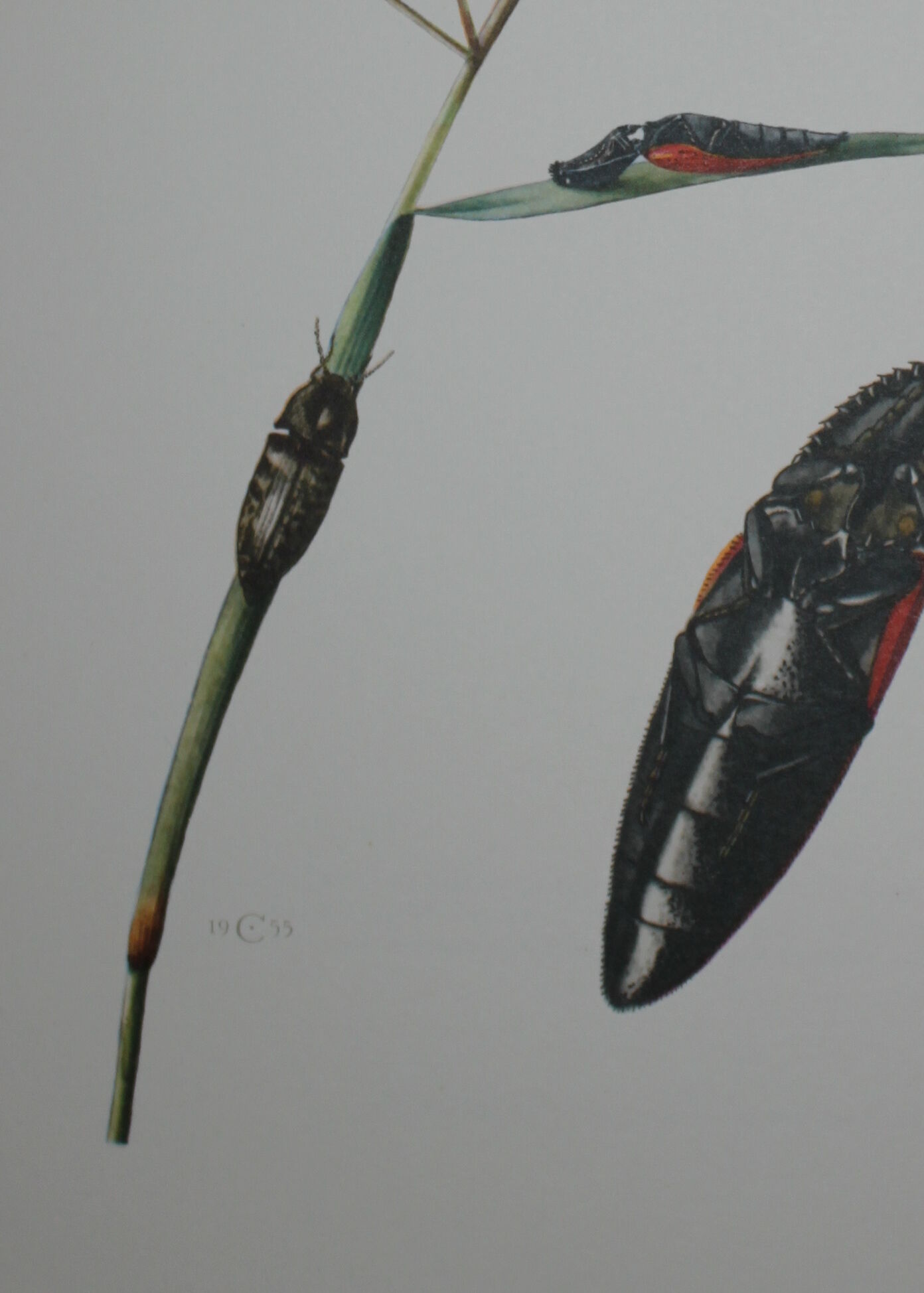Lacon taupin et corymbite vert  1961 insecte coléoptère | planche originale pédagogique