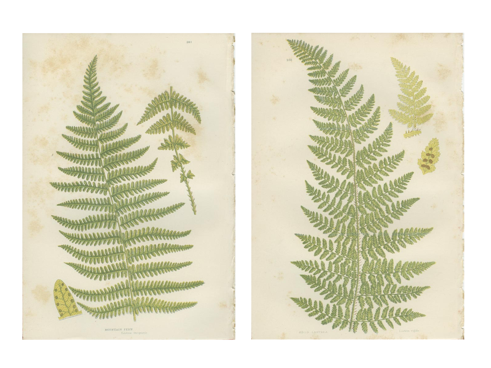 Botanical fern boards: Rigid Lastrea and Mountain Ferns, (ref 281/2)