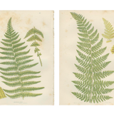 Botanical fern boards: Rigid Lastrea and Mountain Ferns, (ref 281/2)