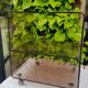 Table serves rolling design in smoked plexi 1970s