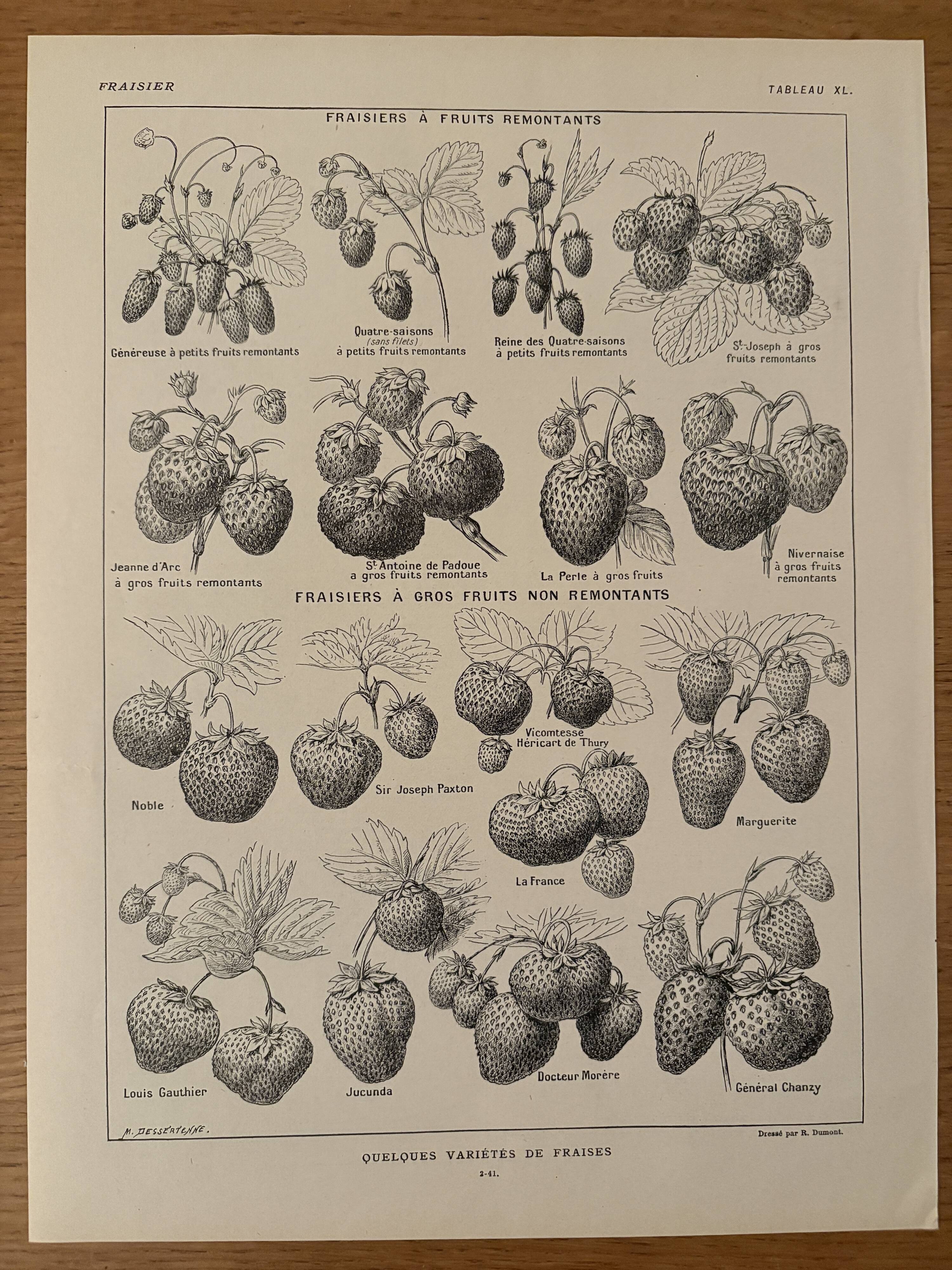 Lithographie sur la fraise - 1920