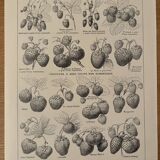 Lithograph on strawberry - 1920